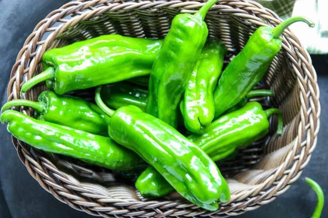 Just picked green peppers in a basket